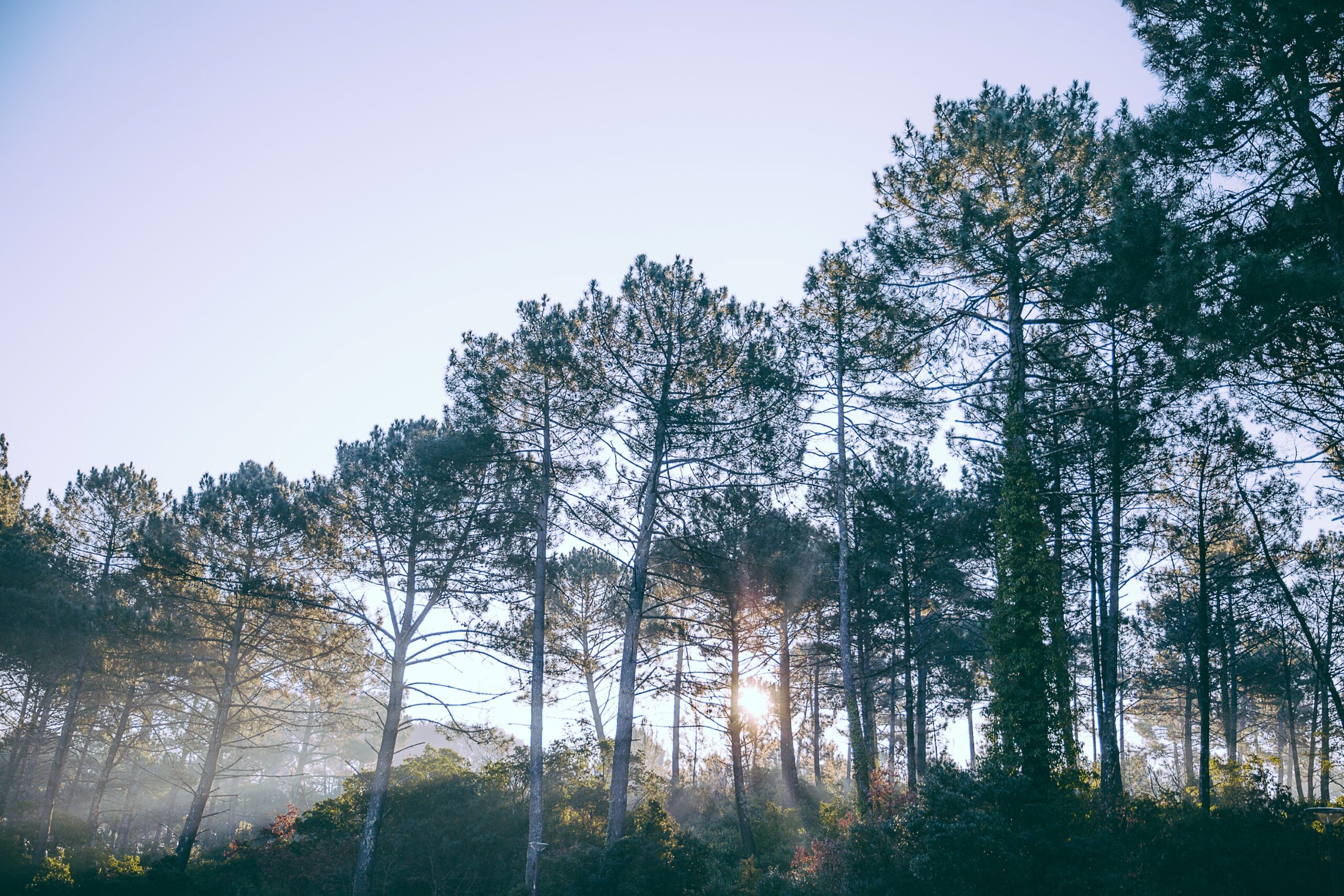 La forêt en hiver.