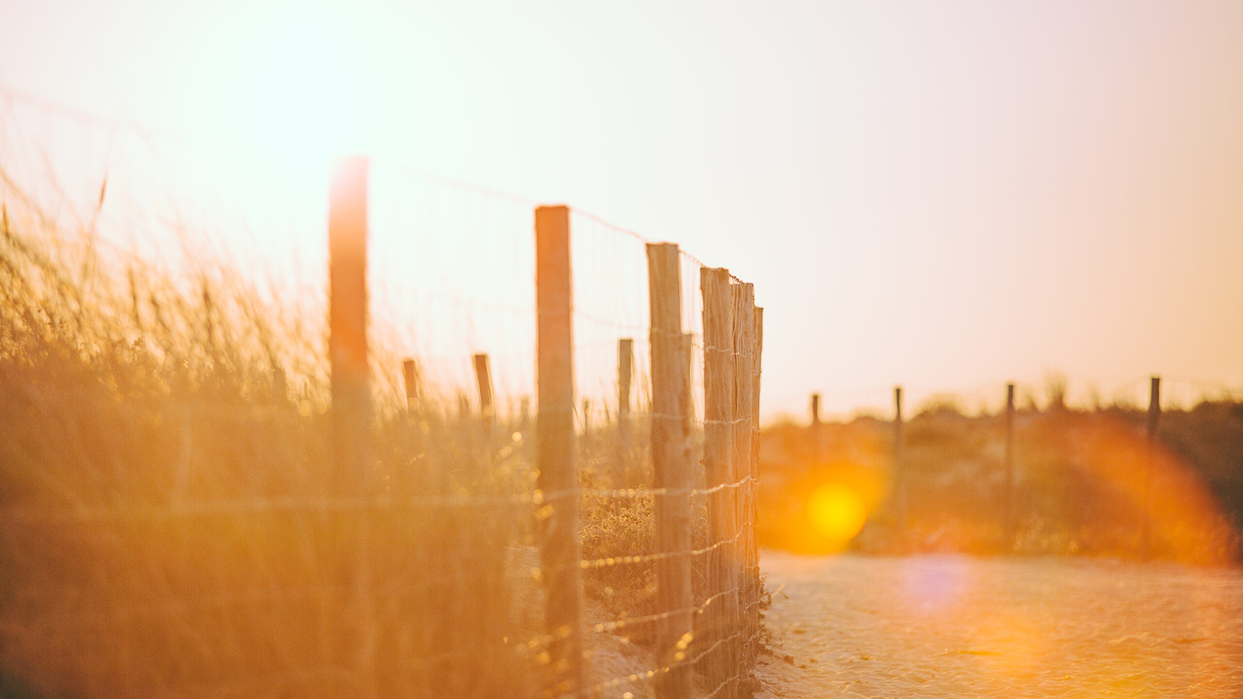 La végétation à l'océan du Grand Crohot.