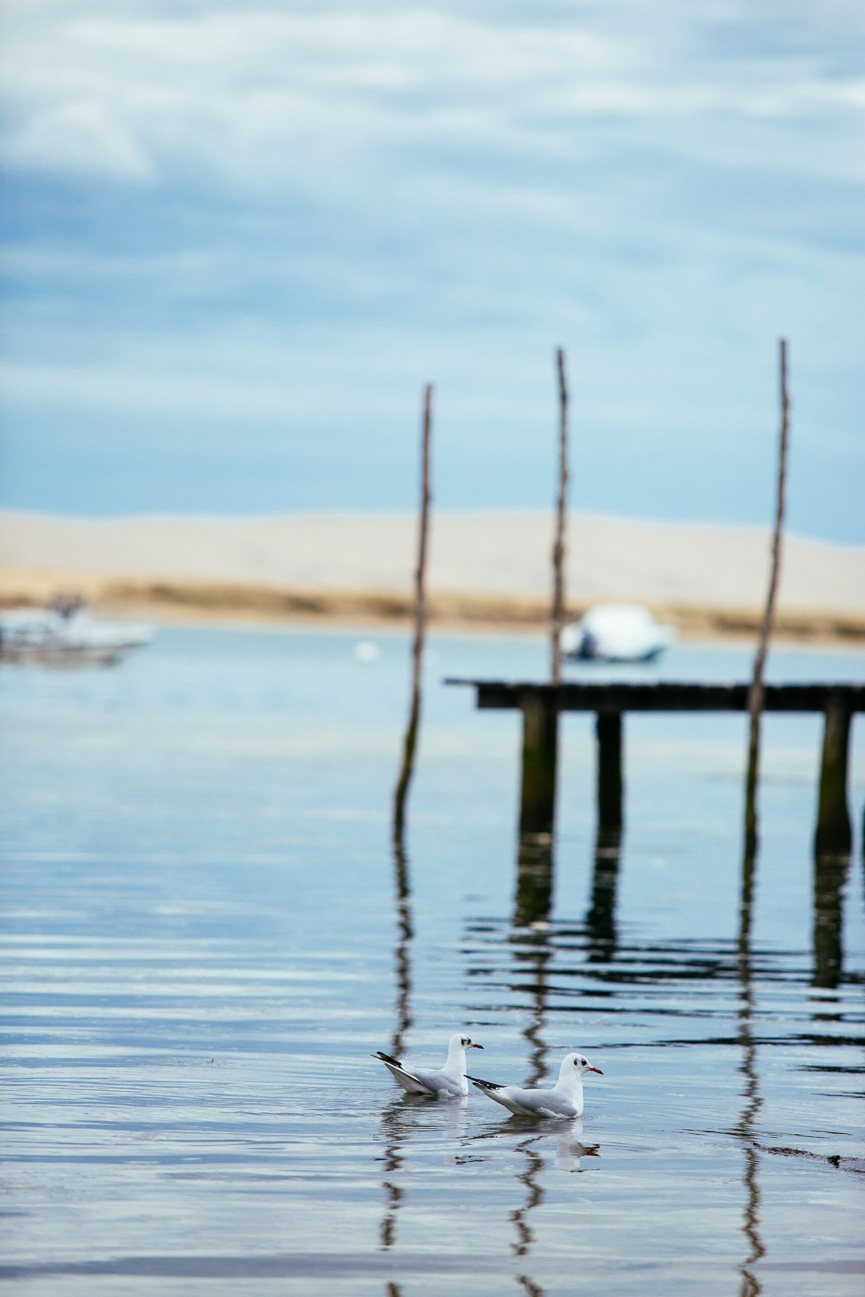 Cap Ferret