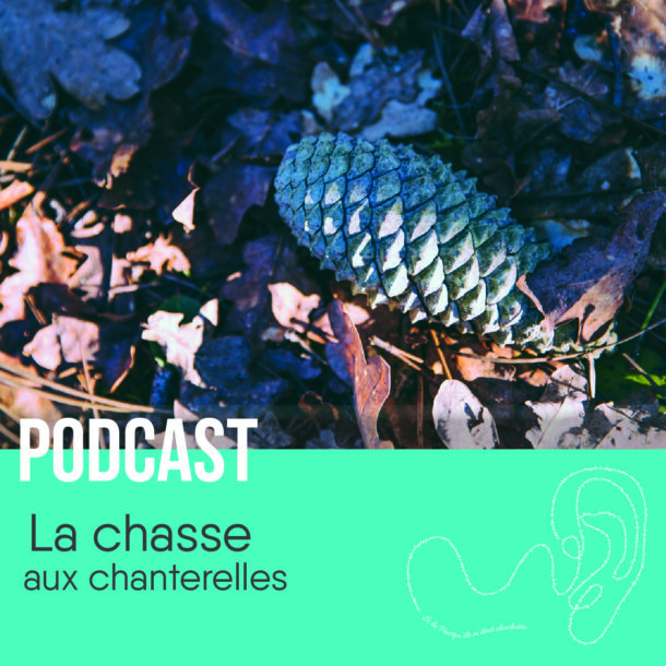 podcast sur la chasse aux chanterelles. C'est une pigne avec en dessous des feuilles.