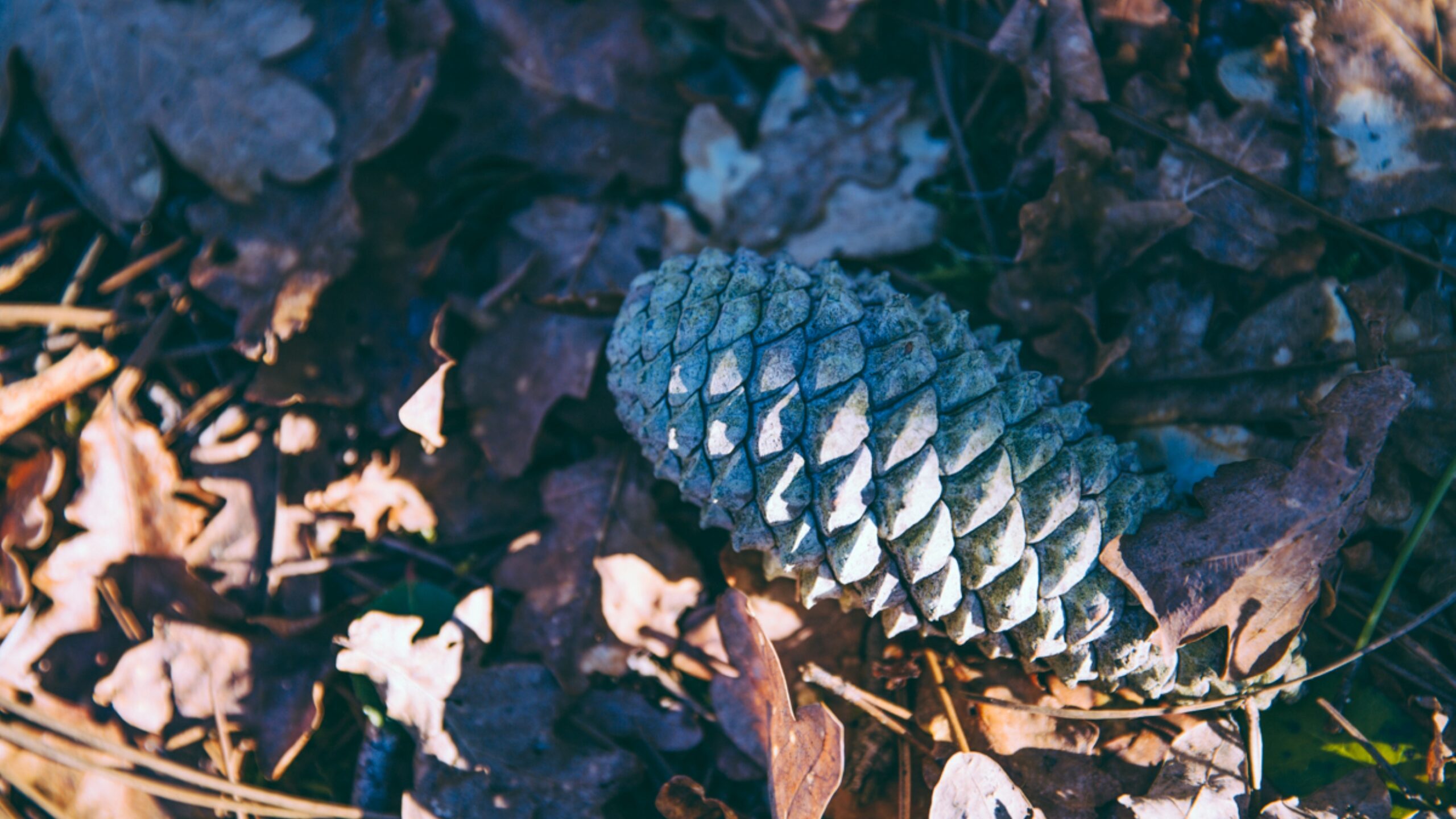 podcast sur la chasse aux chanterelles. C'est une pigne avec en dessous des feuilles.