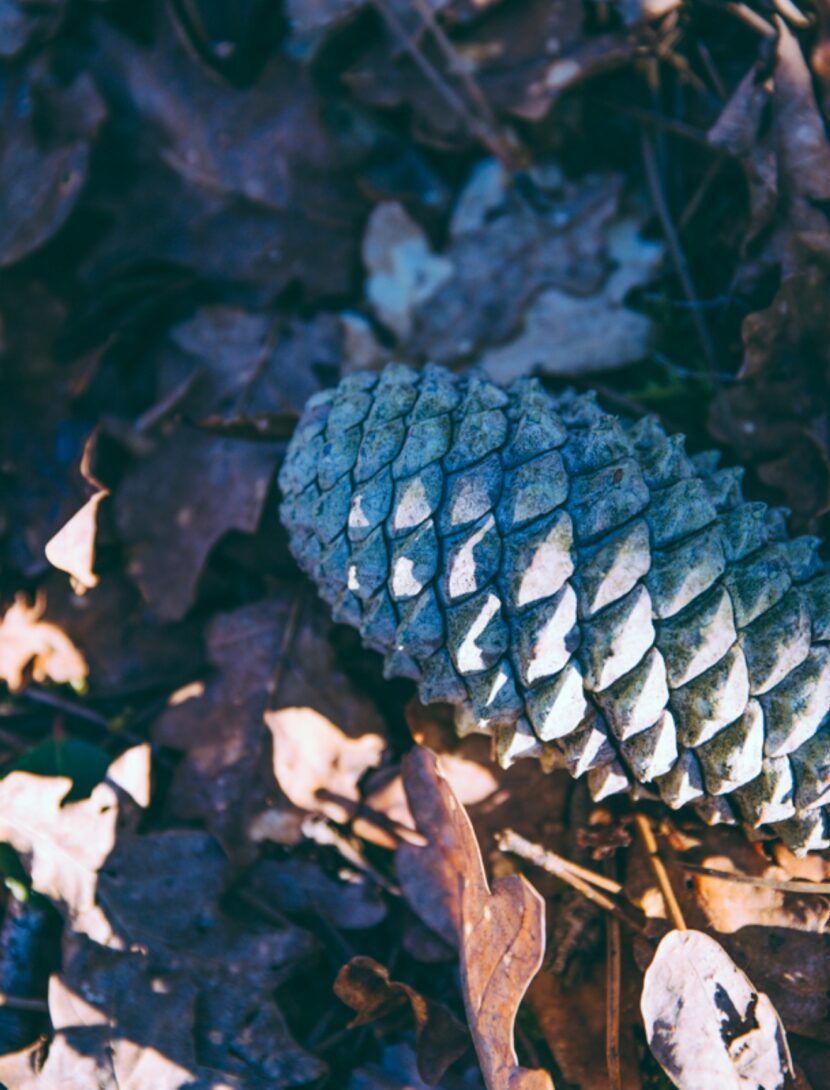 podcast sur la chasse aux chanterelles. C'est une pigne avec en dessous des feuilles.