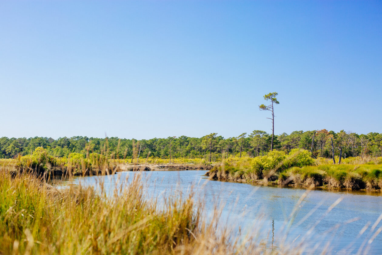 paysage des près de Lège-Cap Ferret