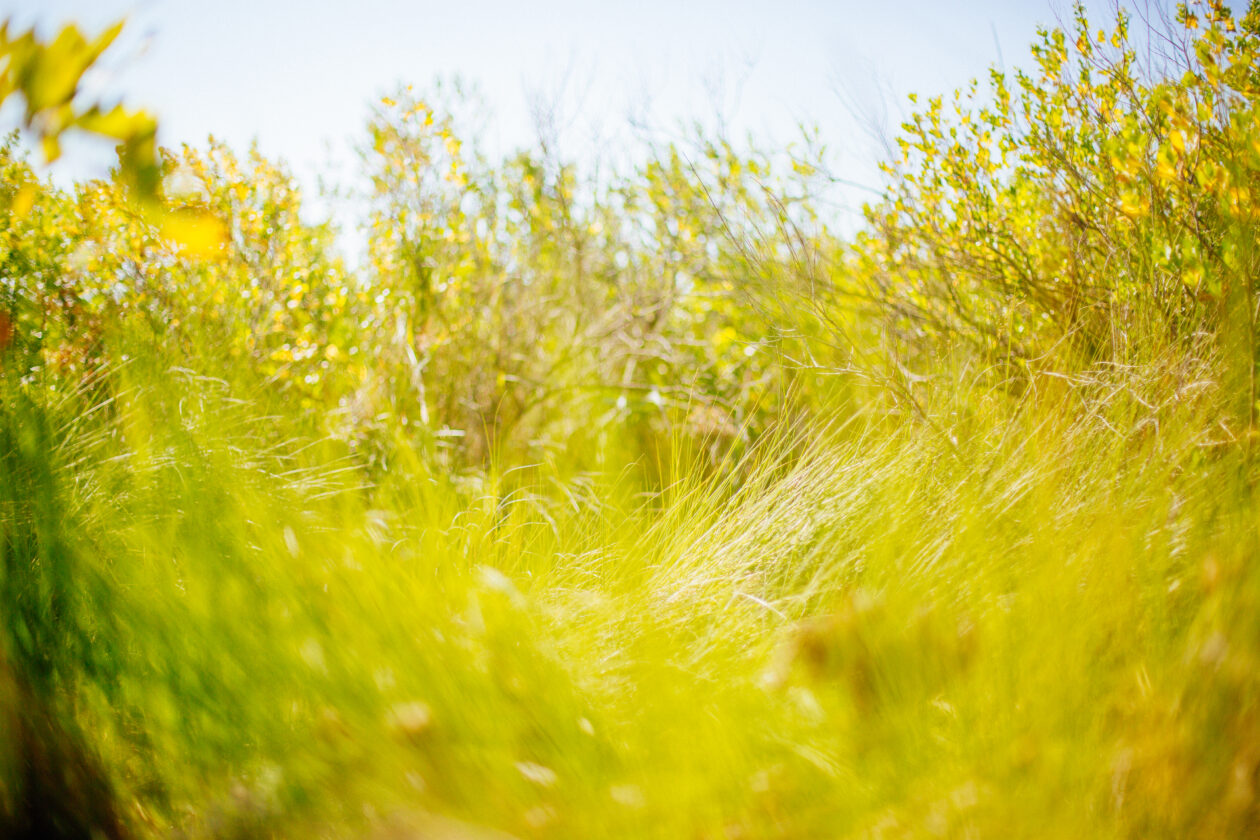 paysage des près de Lège-Cap Ferret