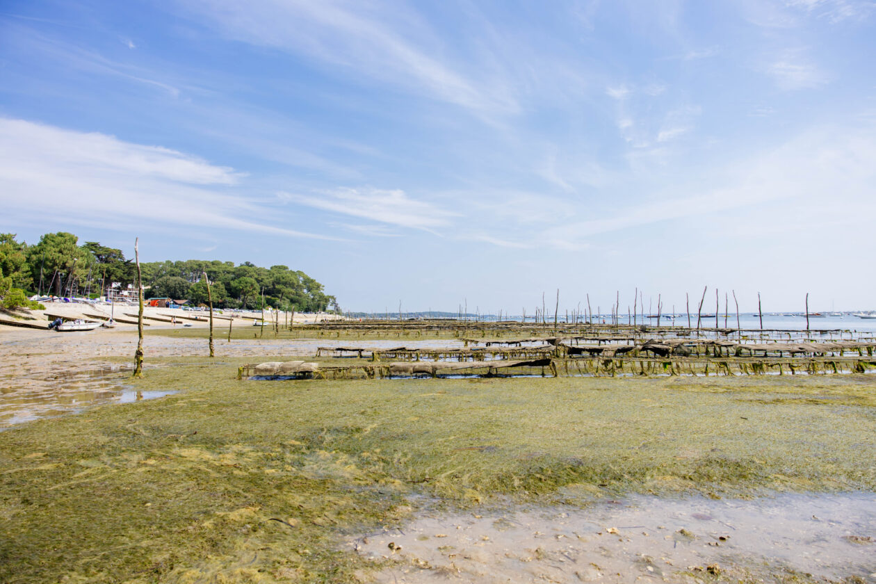 L'estran : un endroit parfait pour découvrir la Presqu'Île autrement !