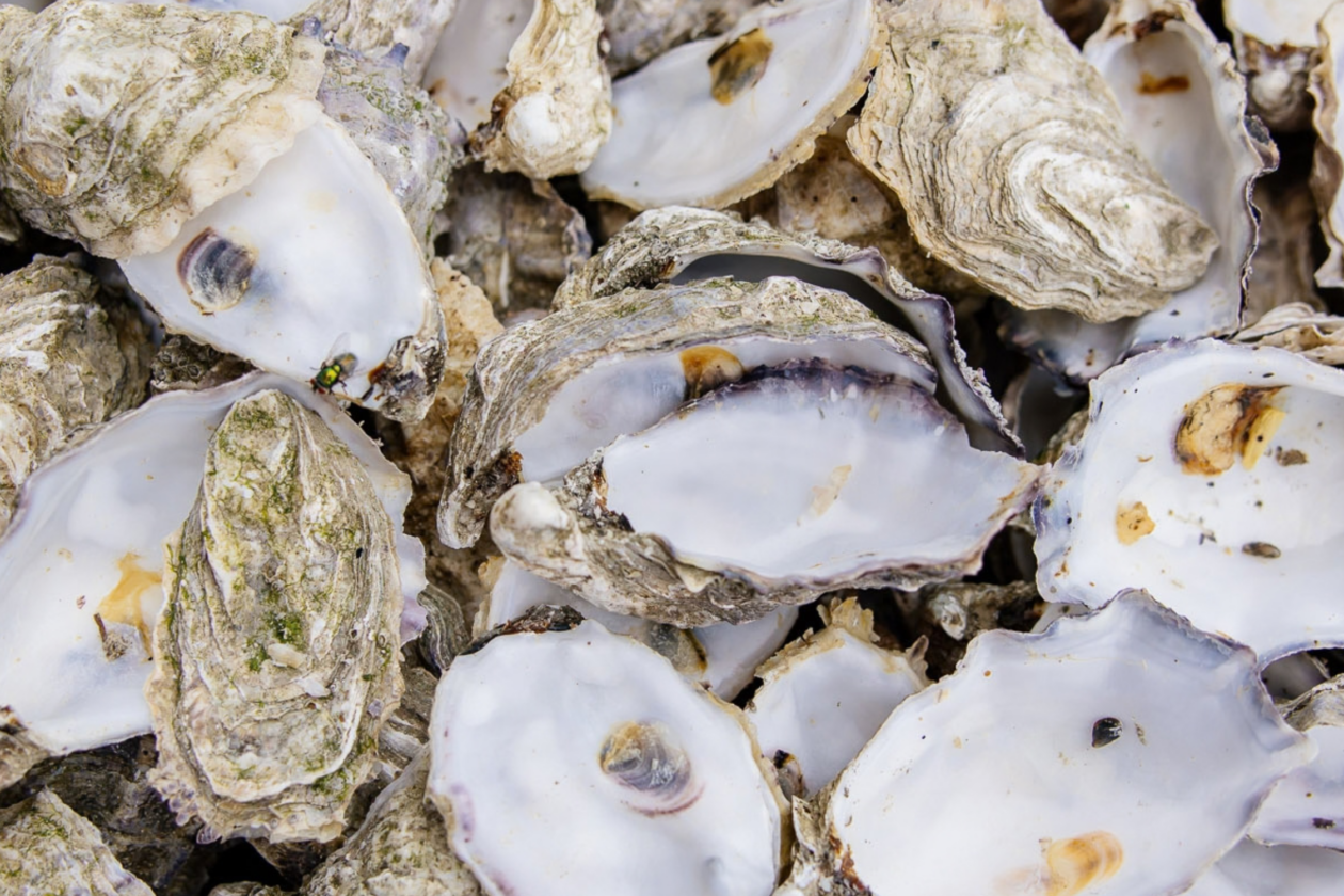 Percez tous les secrets des huîtres du Bassin à Lège-Cap Ferret