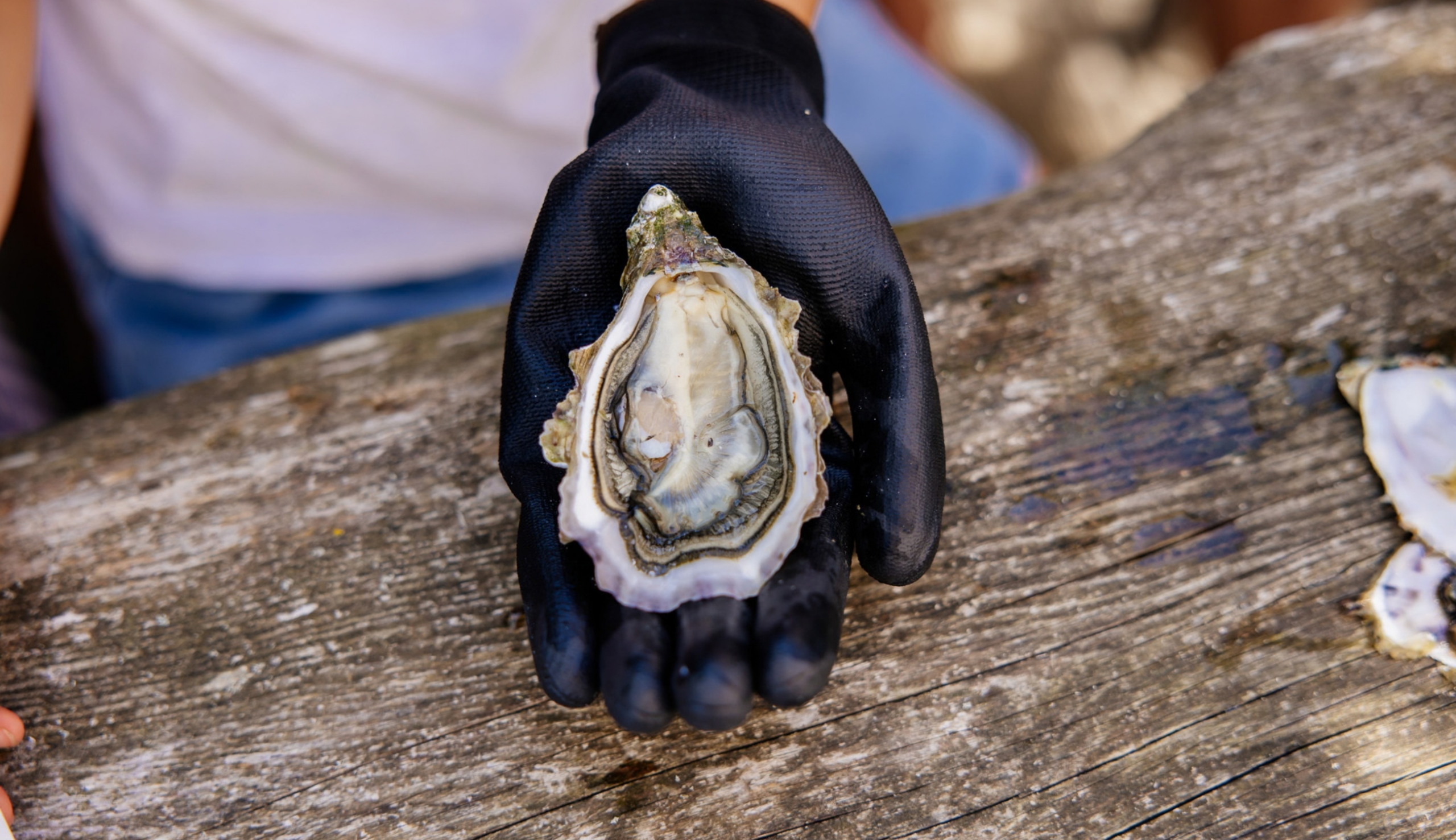 Apprenez à ouvrir les huîtres du Bassin au Cap Ferret